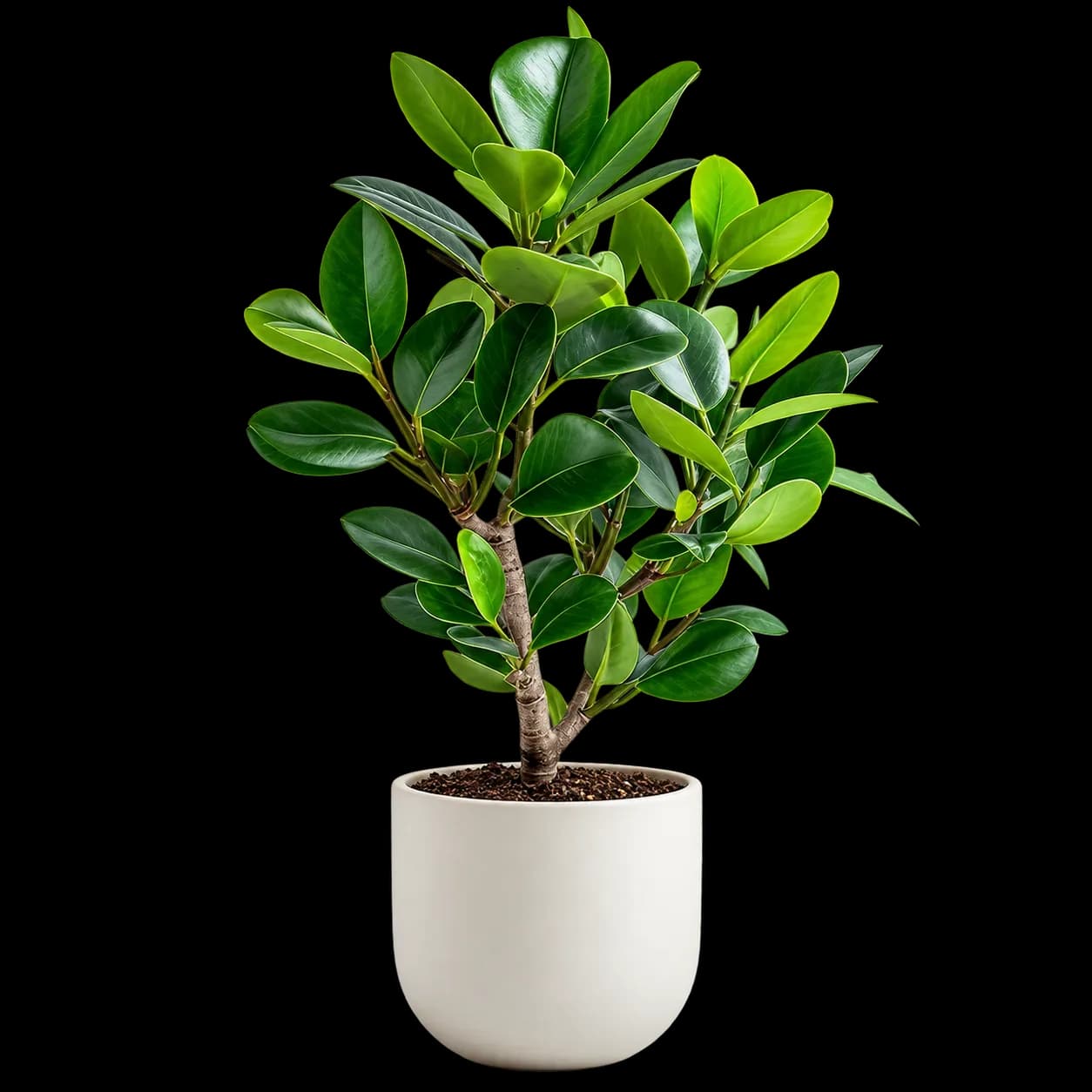 Indoor Plants